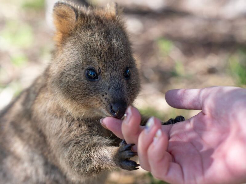 Qué son los Quokka los animales más felices del mundo