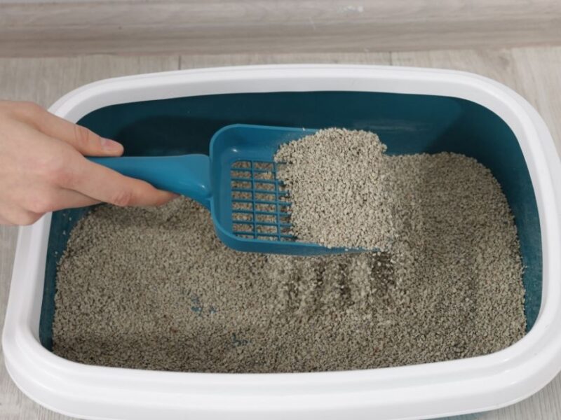 cuál es la mejor arena para gato y cómo elegir