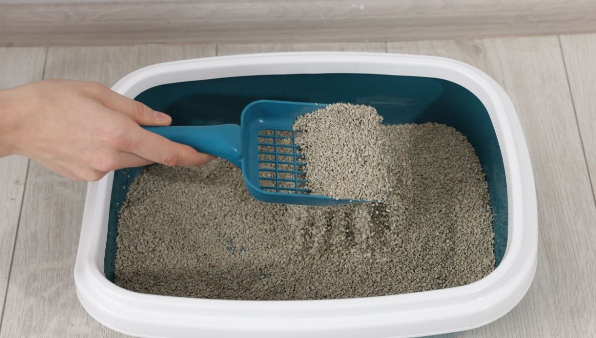 cuál es la mejor arena para gato y cómo elegir