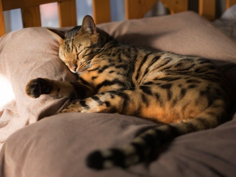 especialistas dicen que dormir con gatos es bueno para la salud