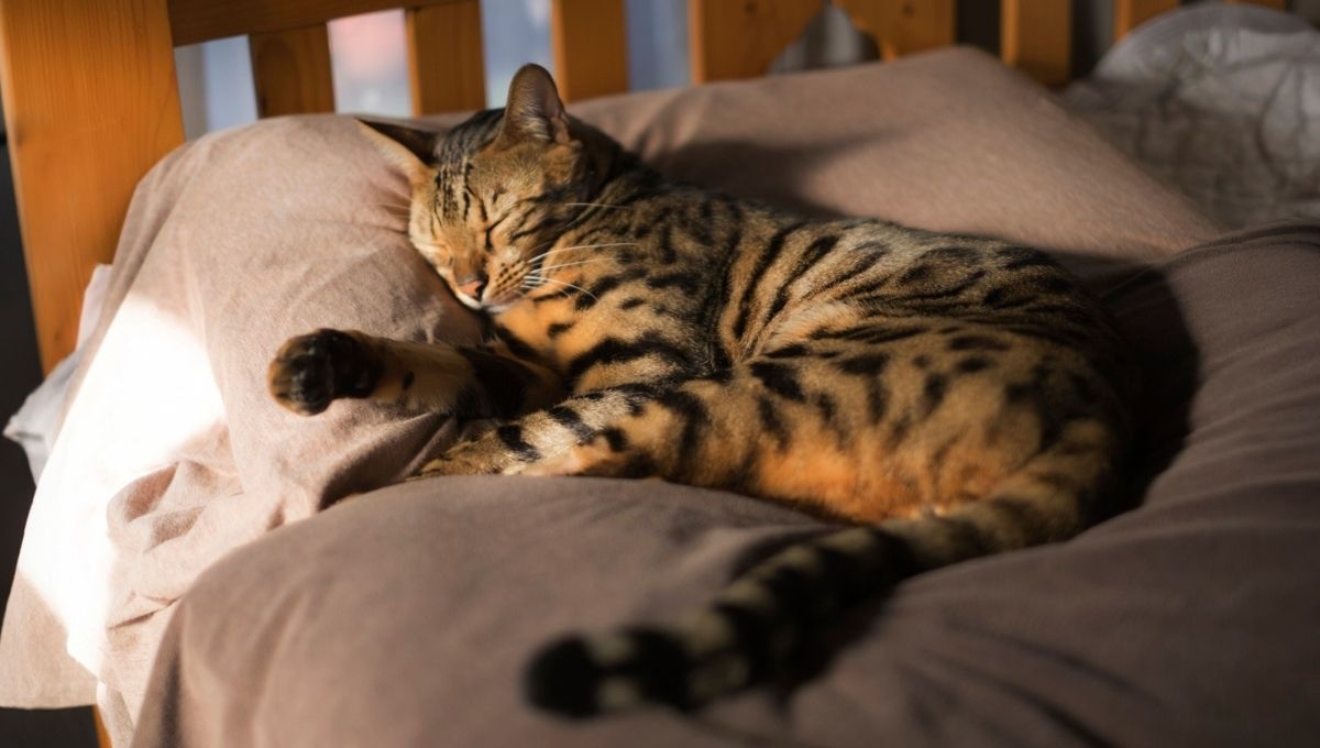 especialistas dicen que dormir con gatos es bueno para la salud