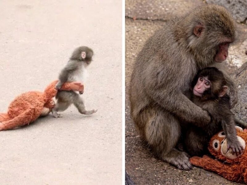 Go-chan el mono que rescató a Punch