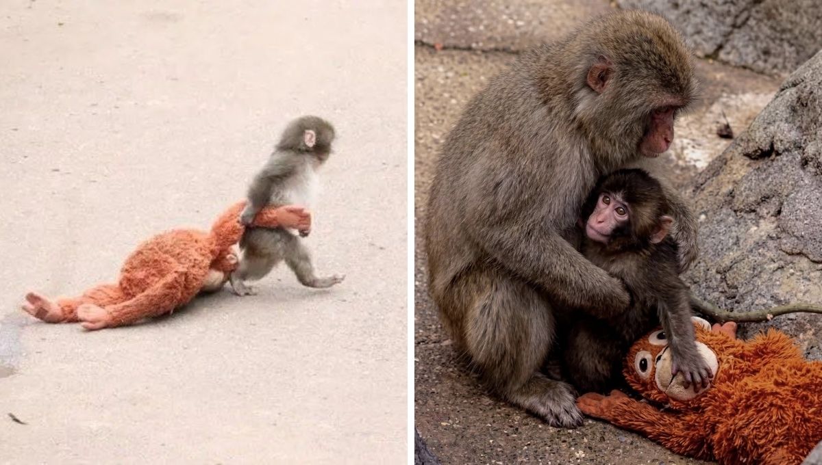 Go-chan el mono que rescató a Punch