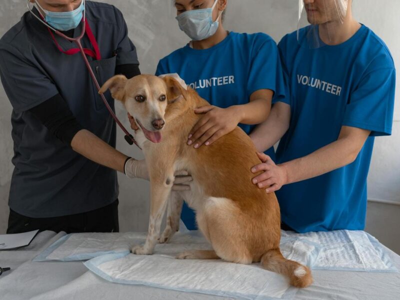 Cáncer en perros: síntomas, tipos y tratamientos disponibles en México