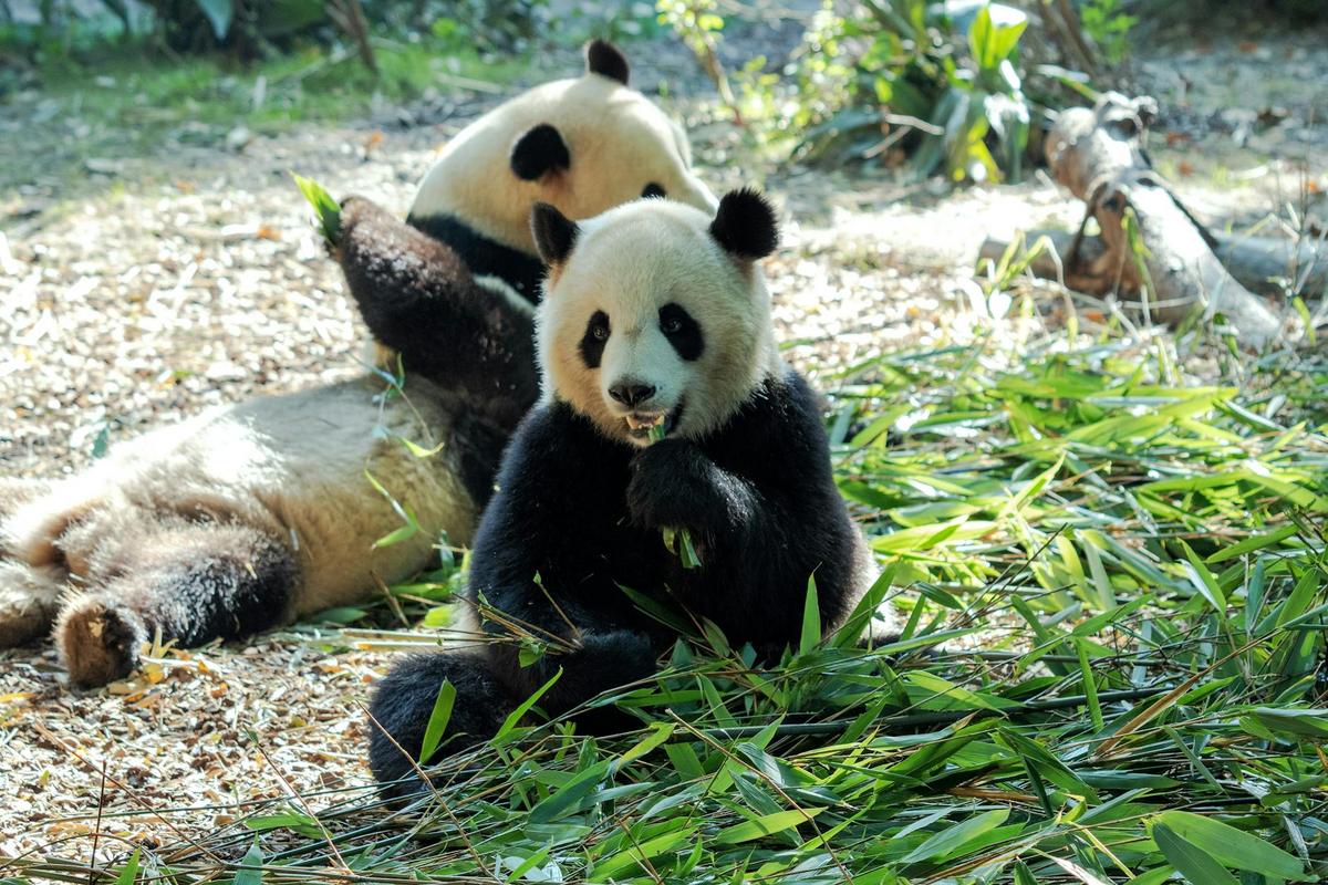 ¿Por qué los pandas viven solo en China? La fascinante razón detrás de su hogar