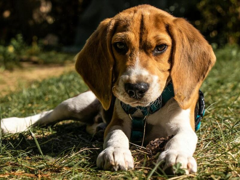 Nombres para Perritas Originales y Bonitos: Guía Completa 2024