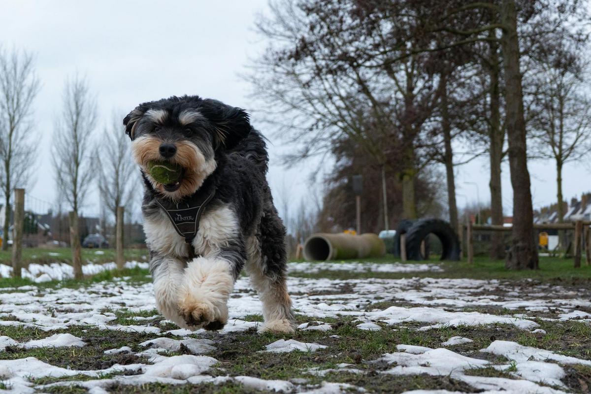Mi perro tiembla cuando duerme: ¿es normal o debo preocuparme?