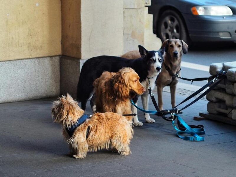 Por qué mi perro no convive con otros perros ni personas en la calle