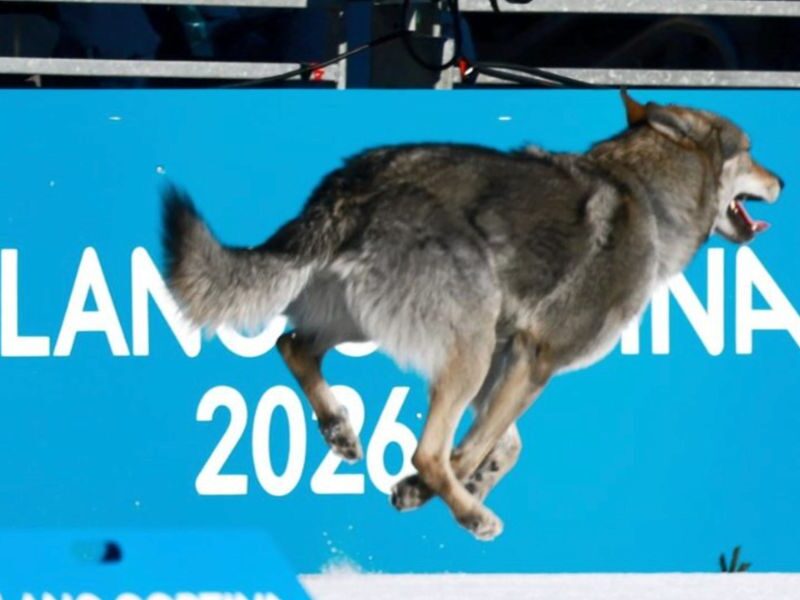 Nazgul: el perro que se coló en los Juegos Olímpicos de Invierno 2026