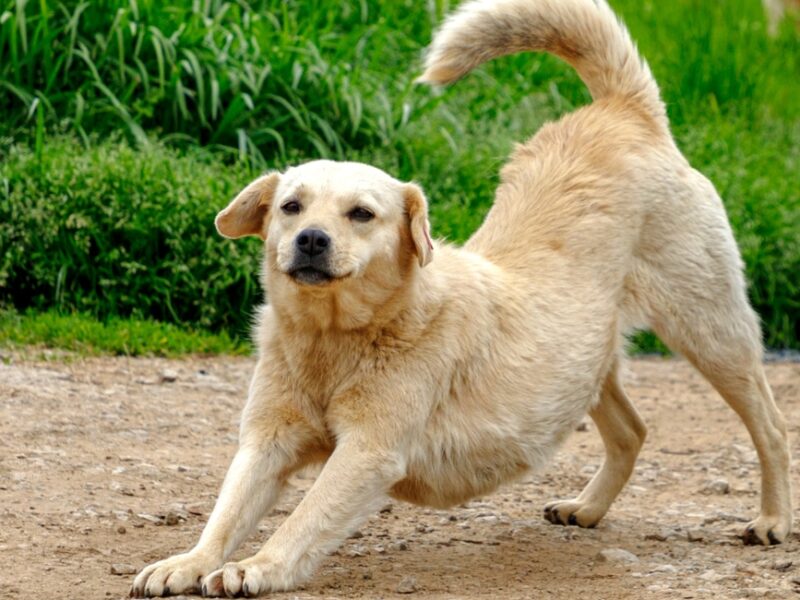 Significado de que tu perro se estire al verte