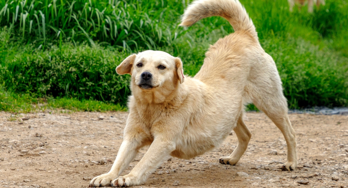 Significado de que tu perro se estire al verte