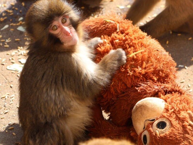 Punch mono japones con peluche ikea