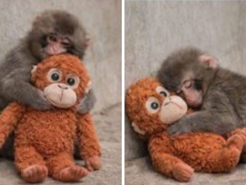 ¿Qué raza es Punch?