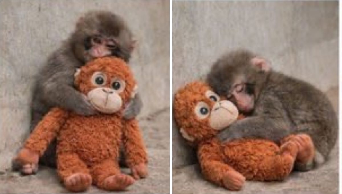 ¿Qué raza es Punch?