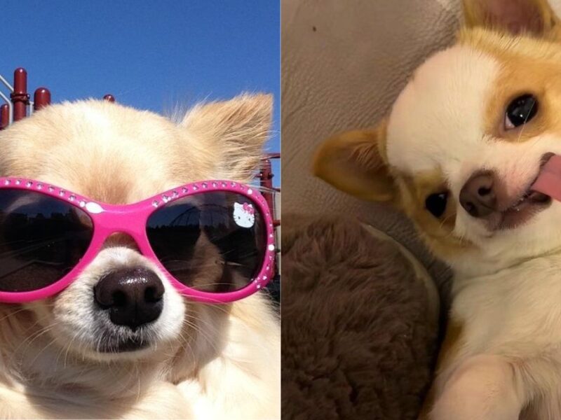 fotos de perros graciosos para usar como foto de perfil en WhatsApp