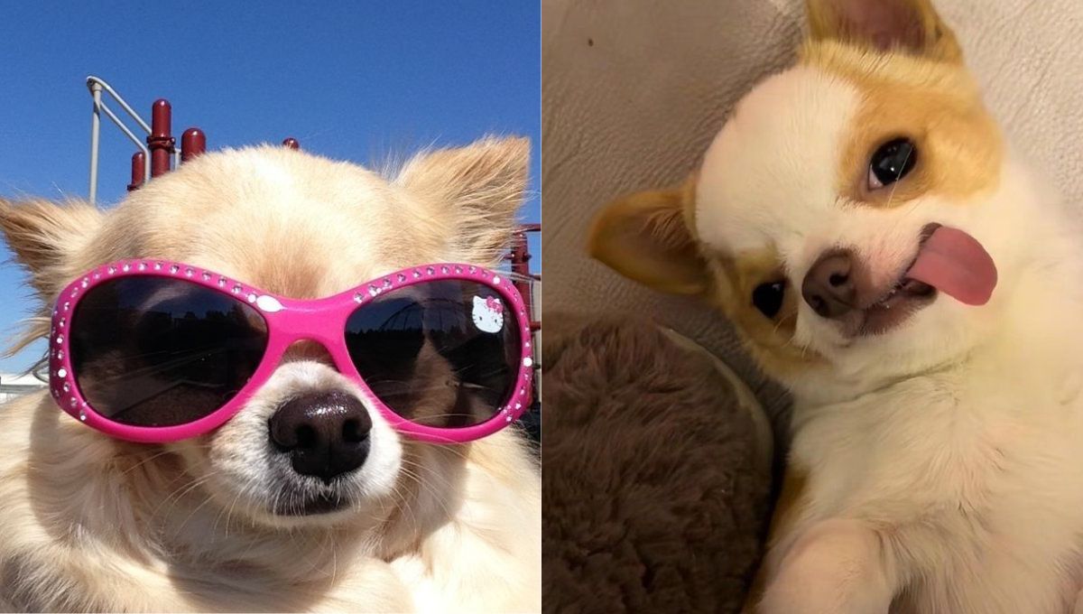 fotos de perros graciosos para usar como foto de perfil en WhatsApp