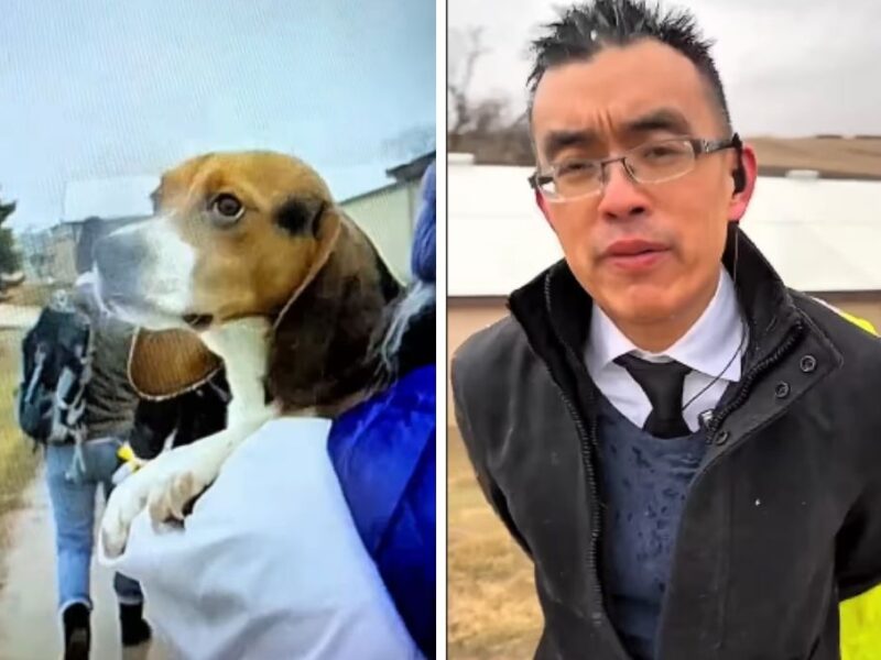 Arrestan a activistas por rescatar beagles en Wisconsin