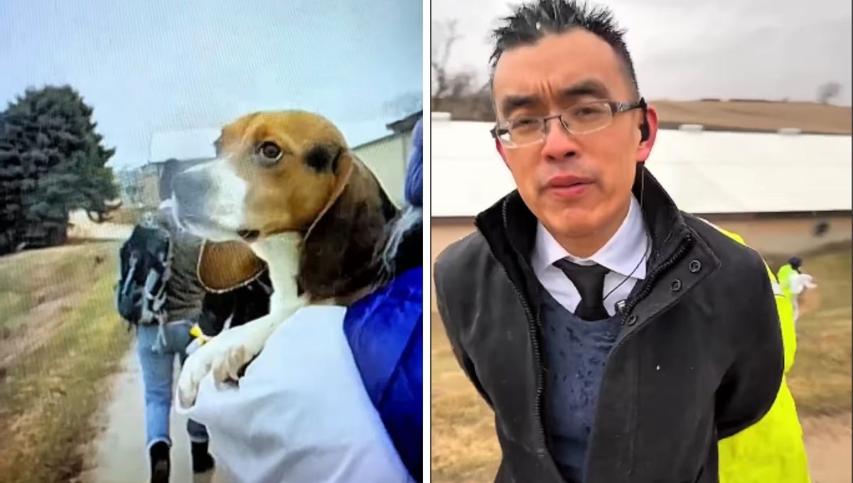 Arrestan a activistas por rescatar beagles en Wisconsin