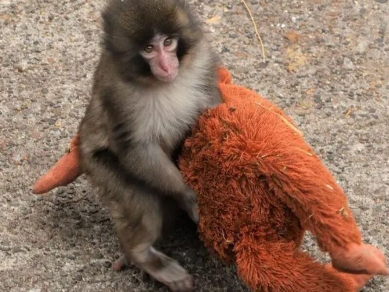 donde ver a punch el mono