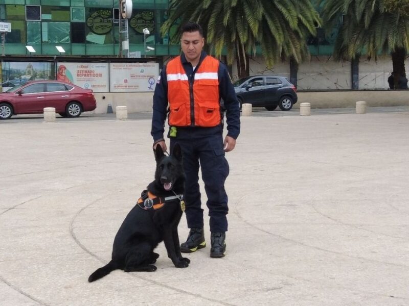 el es togo el perro bombero que ayudo al rescate tras el derrumbe de san antonio abad
