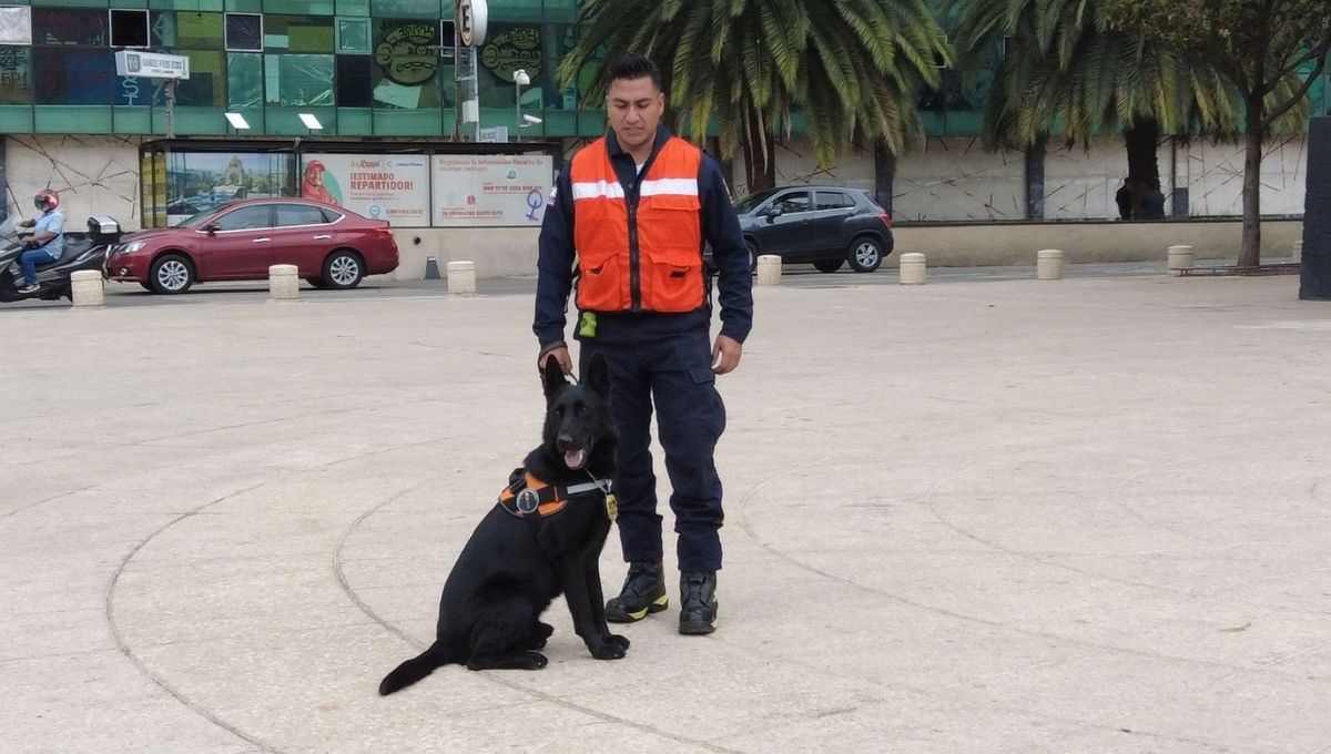 el es togo el perro bombero que ayudo al rescate tras el derrumbe de san antonio abad