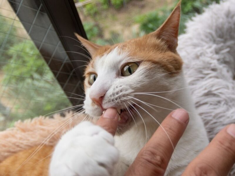 Razones por las que mi gato muerde las manos