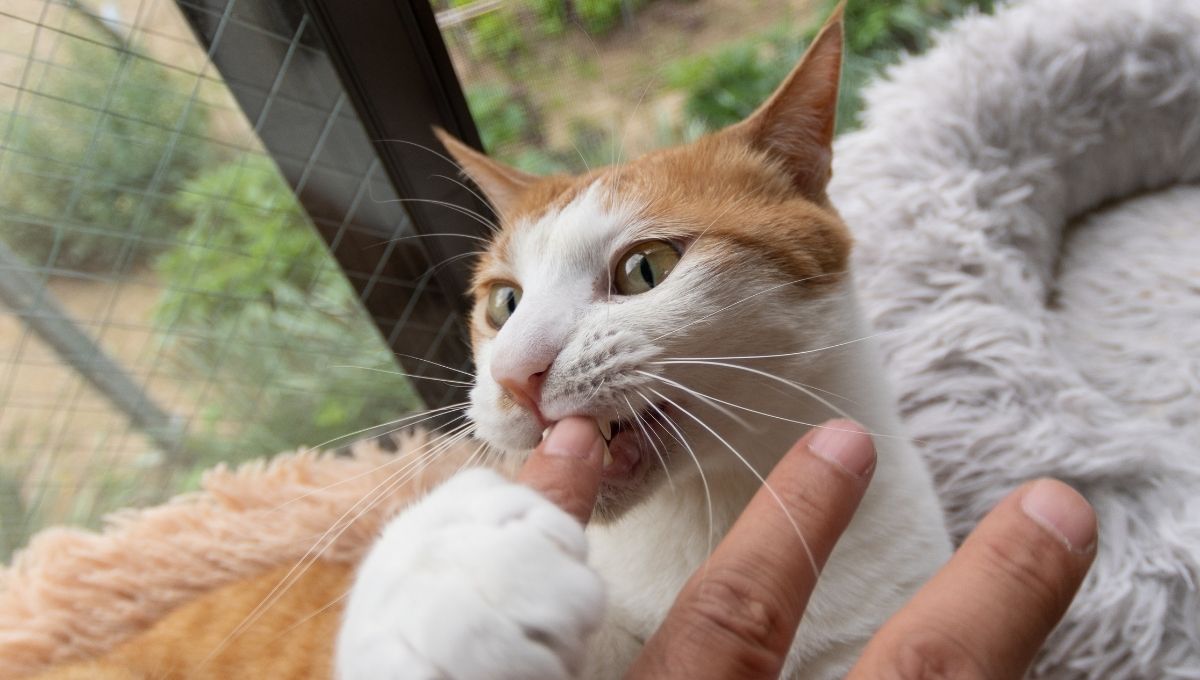 Razones por las que mi gato muerde las manos