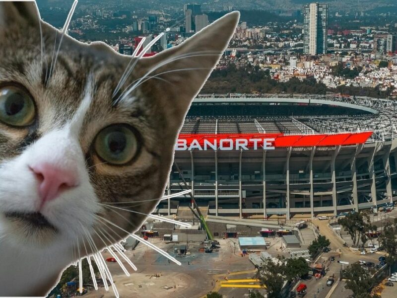 Gatos del Estadio Azteca desalojados