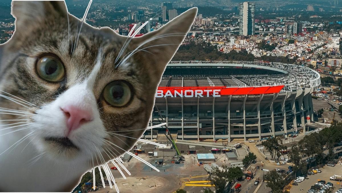 Gatos del Estadio Azteca desalojados