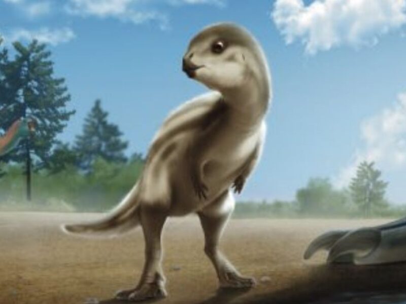 hallan nueva especie de dinosaurio en corea del sur