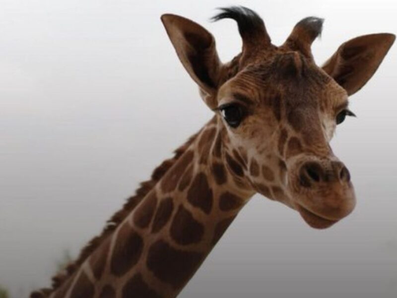 Jirafa en el Zoológico de Aragón Horarios y todo lo que debes saber para visitarla