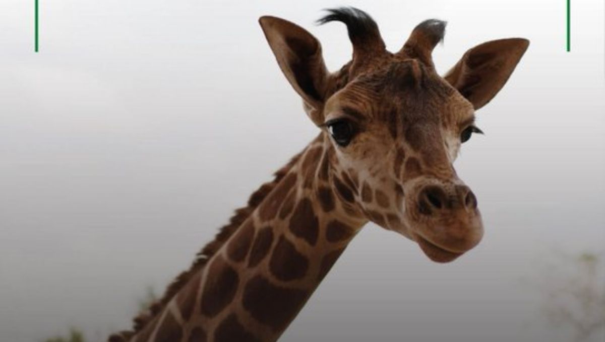 Jirafa en el Zoológico de Aragón Horarios y todo lo que debes saber para visitarla