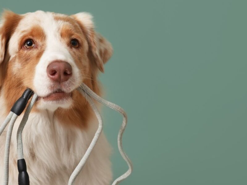 multa por pasear a un perro sin correa en cdmx