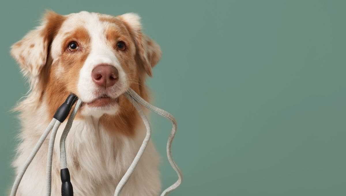 multa por pasear a un perro sin correa en cdmx