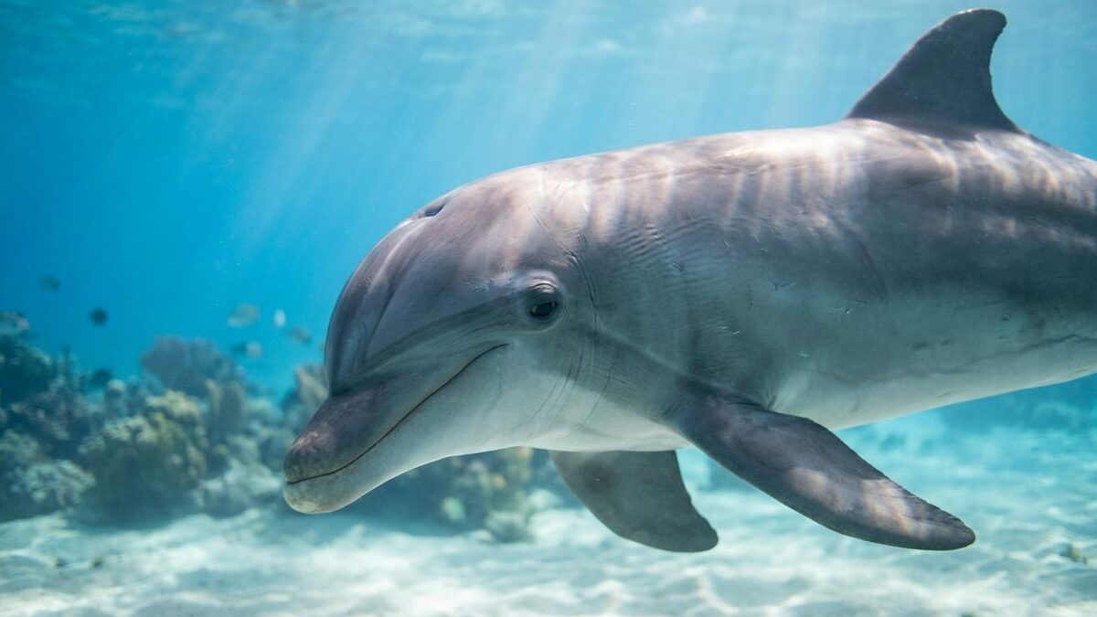 5 Animales del Mar que Habitan Aguas Mexicanas: Especies Acuáticas Fascinantes