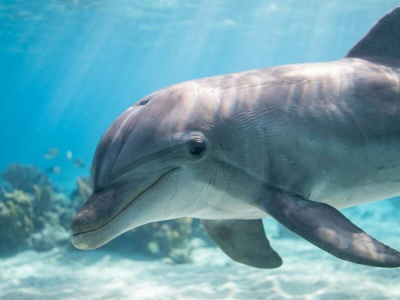 5 Animales del Mar que Habitan Aguas Mexicanas: Especies Acuáticas Fascinantes