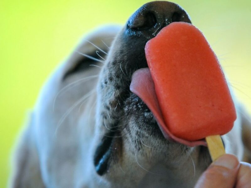 recetas fáciles y seguras de paletas de hielo para perros