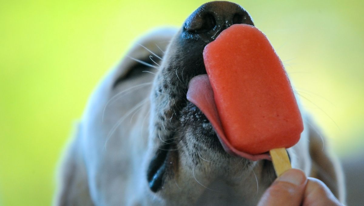 recetas fáciles y seguras de paletas de hielo para perros