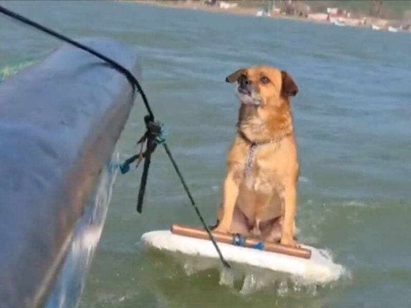 Perrito surfista en Alvarado, Veracruz