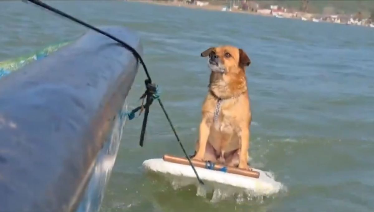 Perrito surfista en Alvarado, Veracruz