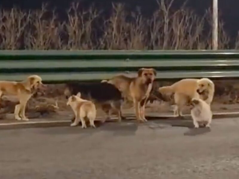 perros en china escapan del robo y regresan caminando a casa