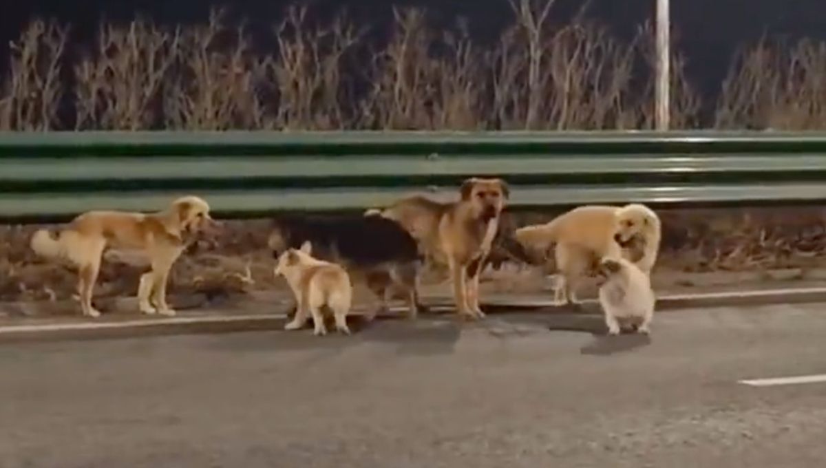 perros en china escapan del robo y regresan caminando a casa