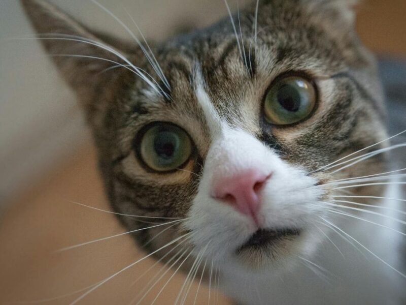 The Anatomical Record, los investigadores ofrecen una visión novedosa sobre la caída de los felinos. Sus pruebas sugieren nuevas perspectivas sobre el llamado problema de la caída del gato, en particular que los felinos tienen un segmento muy flexible de la columna vertebral que les permite corregir su orientación en pleno vuelo. En 1894, el fisiólogo francés Étienne-Jules Marey intentó resolver una cuestión particularmente irritante para la ciencia: ¿cómo es que los gatos siempre parecen caer parados? Al usar los rudimentarios videos de la época, Marey pudo ilustrar definitivamente que los gatos, cuando se dejaban caer desde una altura, eran capaces de enderezarse en el aire sin ayuda. Los hallazgos conmocionaron a la comunidad científica, pero el misterio de cómo los gatos consiguen esta proeza ha permanecido sin resolver. En un artículo, publicado el mes pasado en la revista The Anatomical Record, los investigadores ofrecen una visión novedosa sobre la caída de los felinos. Sus pruebas sugieren nuevas perspectivas sobre el llamado problema de la caída del gato, en particular que los felinos tienen un segmento muy flexible de la columna vertebral que les permite corregir su orientación en pleno vuelo. Greg Gbur, físico y experto en caídas de gatos de la Universidad de Carolina del Norte en Charlotte, quien no participó en el documento, dijo que era el primer estudio del que tenía conocimiento que exploraba “lo que la estructura de la columna vertebral del gato nos dice sobre cómo se dan la vuelta al caer”. Añadió que la investigación descubrió muchos detalles notables sobre cómo maniobran estos animales cuando caen. La gente ha sentido curiosidad por la caída de los gatos quizá desde que los animales conviven con los humanos, pero el método de sus habilidades acrobáticas sigue siendo enigmático. Parte de la dificultad radica en que la anatomía del gato no se ha estudiado en detalle, explica Yasuo Higurashi, fisiólogo de la Universidad Yamaguchi de Japón y autor principal del estudio. “Los físicos han intentado modelar el comportamiento en ecuaciones relativamente sencillas”, dijo Ruslan Belyaev, zoólogo del Instituto Severtsov de Ecología y Evolución de Moscú, quien no participó en el estudio. Pero, añadió, “el gato real” es cualquier cosa menos simple. La investigación moderna ha dividido el problema de la caída del gato en dos modelos contrapuestos. El primero, “patas adentro, patas afuera”, sugiere que los gatos corrigen su trayectoria de caída al extender primero sus extremidades traseras antes de retraerlas, utilizando un giro secuencial de su tronco superior y luego inferior para adquirir la postura adecuada mientras están en caída libre. El segundo modelo, “meter y girar”, sugiere que los gatos giran la parte superior e inferior de su cuerpo en movimientos yuxtapuestos simultáneos. En el nuevo estudio, Higurashi y sus colegas escrutaron diferentes segmentos de la columna vertebral de los gatos y utilizaron cadáveres donados. También realizaron experimentos de caída en un par de gatos vivos, desde casi un metro de altura. “Para evitar lesiones, colocamos un cojín grueso y blando en el lugar de aterrizaje”, dijo Higurashi. “Uno de nuestros estudiantes universitarios realizó la caída”. Su equipo también construyó un dispositivo para probar físicamente la flexibilidad de las espinas dorsales. Después de extraer las espinas dorsales de los cadáveres, doblaron y contorsionaron sistemáticamente secciones de vértebras con garras mecánicas mientras medían lo mucho que rotaban. Compararon sus observaciones con las grabaciones de video de los gatos vivos y se analizaron foto por foto. Los investigadores descubrieron que la columna vertebral de los felinos era extremadamente flexible en las vértebras torácicas superiores, pero más rígida y pesada en las vértebras lumbares inferiores. El descubrimiento coincide con las pruebas de video que muestran a los gatos girar primero las patas delanteras y luego las inferiores. Los resultados sugieren que el gato gira rápidamente la parte superior flexible de su torso para mirar al suelo, lo que le permite ver para poder mover correctamente el resto de su cuerpo para que coincida. “La columna torácica del gato puede girar como nuestro cuello”, dijo Higurashi. Los experimentos con la columna vertebral muestran que las vértebras superiores pueden girar de manera asombrosa 360 grados, afirma, lo que ayuda a los gatos a realizar estos movimientos correctores con facilidad. Los resultados son coherentes con el modelo de “patas adentro, patas afuera”, pero determinar definitivamente qué modelo es el correcto requerirá más trabajo, afirma Higurashi. Los resultados también arrojaron otro descubrimiento: los gatos, como muchos animales, parecen tener un sesgo hacia el lado derecho. Uno de los gatos caídos se corrigió girando hacia la derecha ocho de cada ocho veces, mientras que el otro giró hacia la derecha seis de cada ocho veces. Aunque el estudio no resuelve el problema del gato que se cae, Belyaev dijo que proporcionaba “ideas a los físicos sobre cómo ajustar sus modelos mecánicos para que se ajusten mejor a las propiedades reales de un gato”. En futuras investigaciones, Higurashi y sus colegas planean recopilar más datos sobre gatos que caen para construir modelos matemáticos y tridimensionales actualizados. Quizá esos modelos resuelvan el caso del felino en caída libre. “Muchos científicos, históricamente, han buscado la ‘única forma verdadera’ de que los gatos caigan de pie”, escribió Gbur en un correo electrónico. Pero, añadió, “a la naturaleza no le preocupa la simplicidad”.