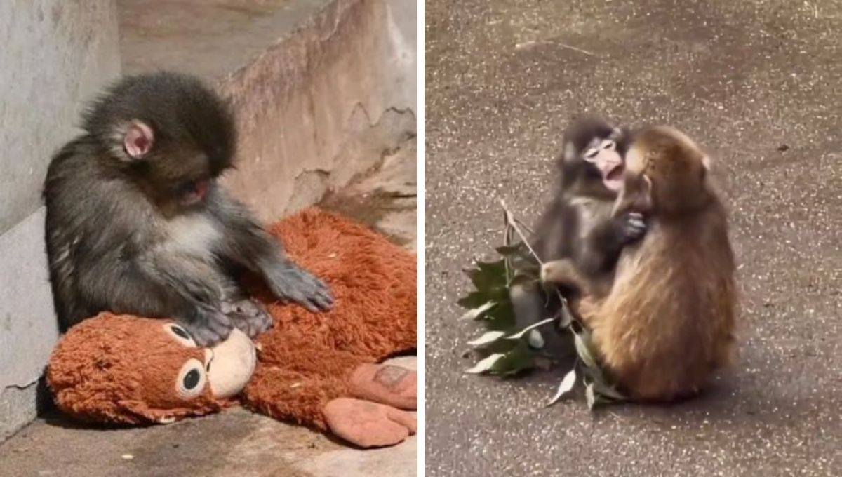 Fans de Punch lo tunden por "olvidar" al peluche por su novia