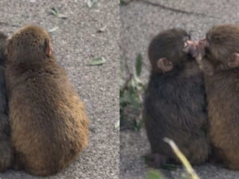 Punch es descubierto besando a su compañera Momo-chan