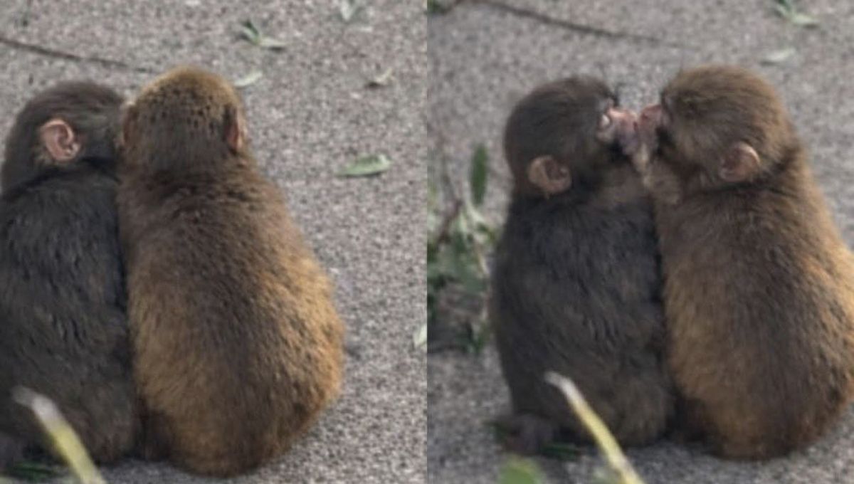 Punch es descubierto besando a su compañera Momo-chan