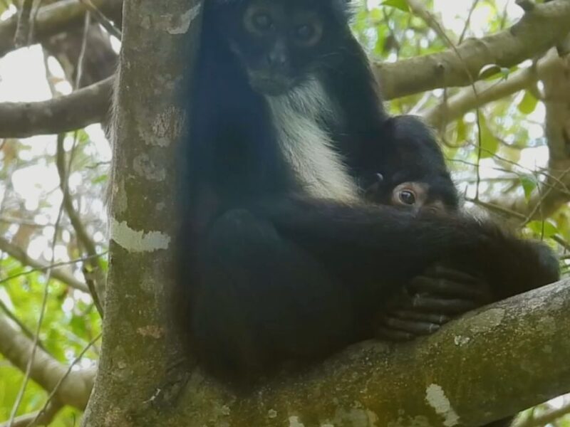 nace nuevo ejemplar de mono araña en peligro de extinción en Chiapas