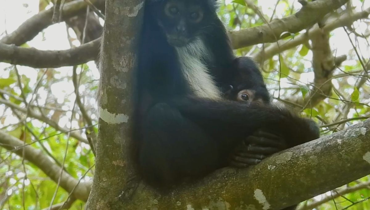 nace nuevo ejemplar de mono araña en peligro de extinción en Chiapas