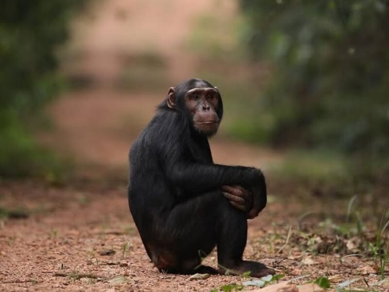 Guerra civil entre chimpancés Ngogo