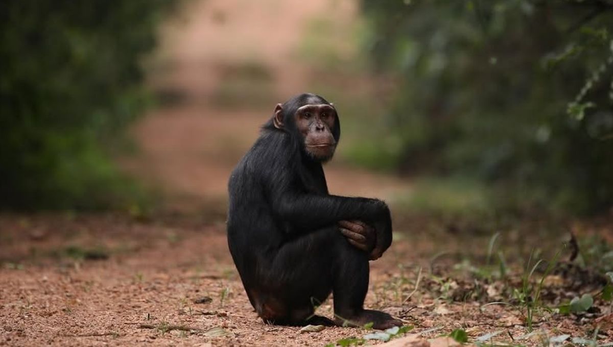 Guerra civil entre chimpancés Ngogo